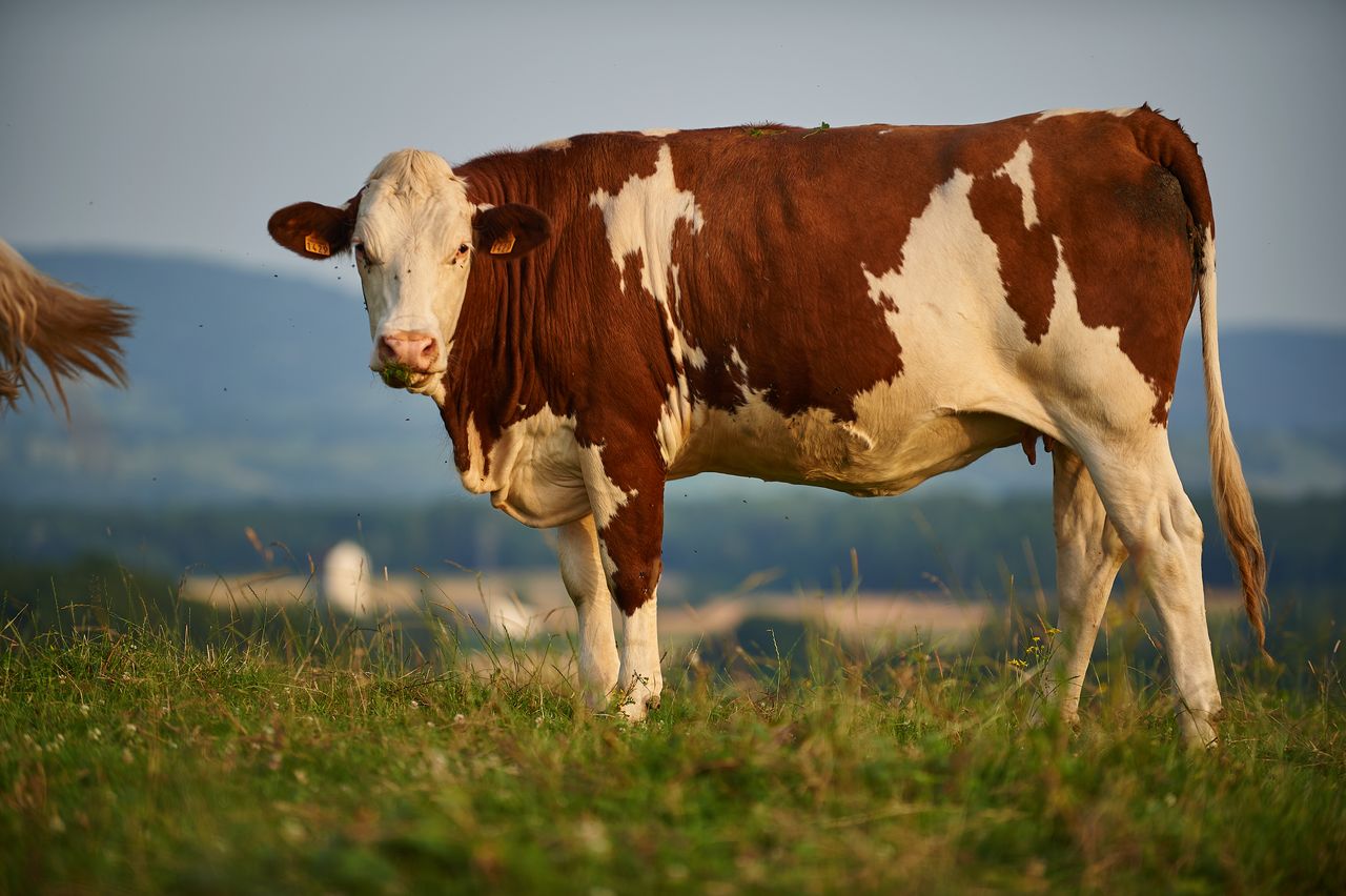 Faune Vache Montbéliarde BI-0327